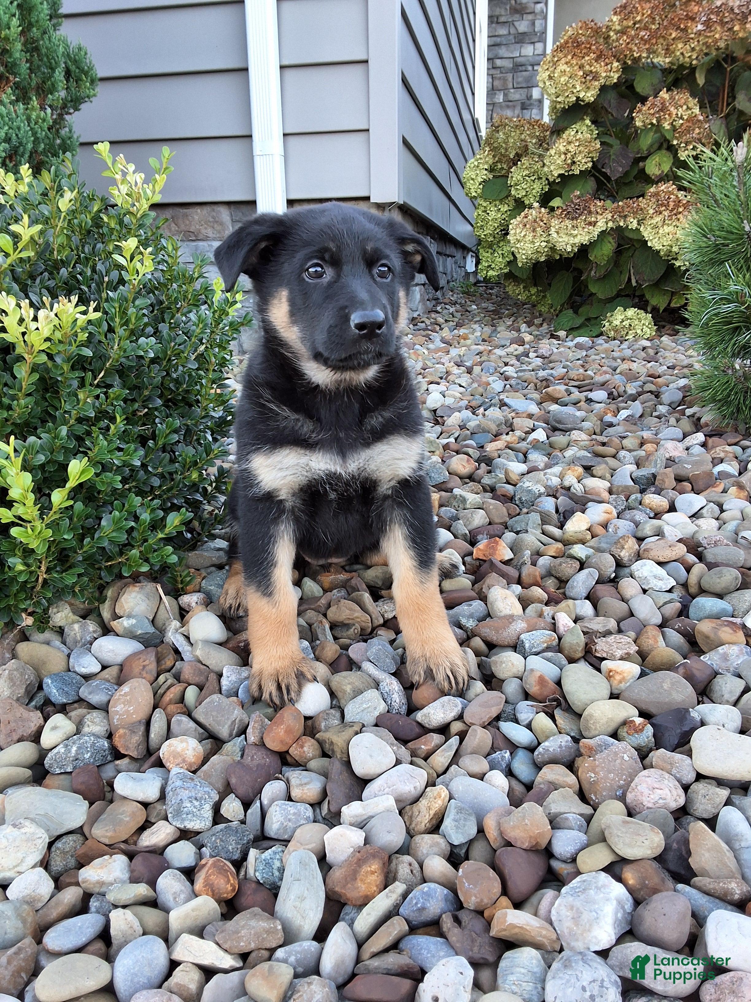 German Shepherd dogs Skye - Ad 2