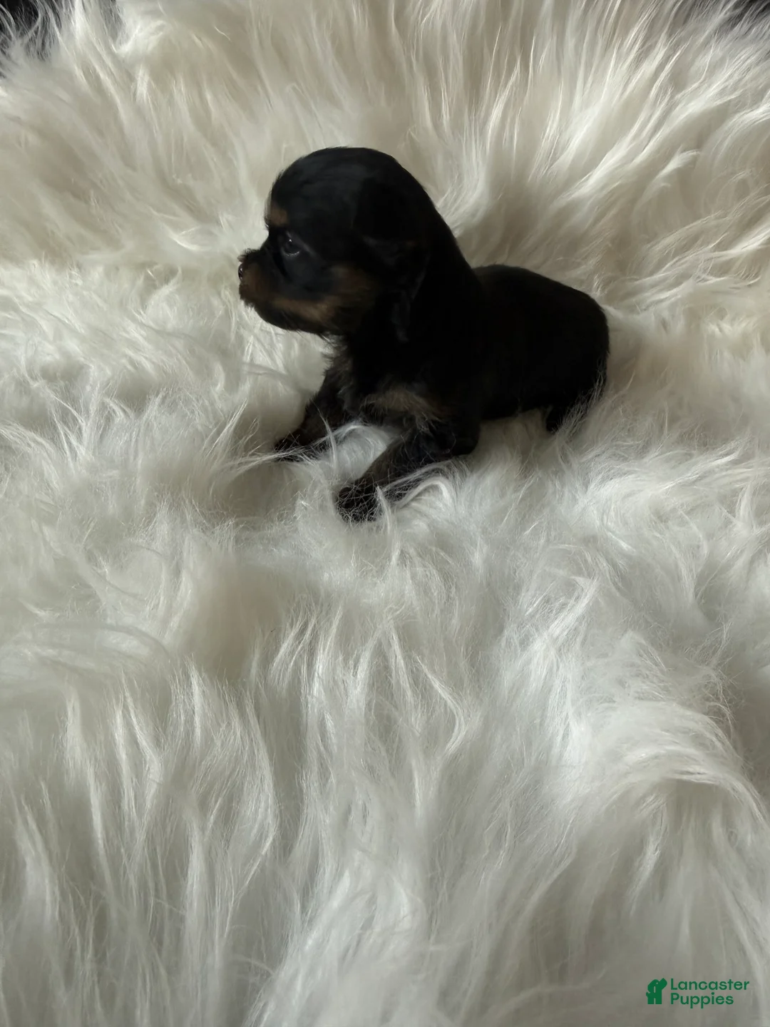 Yorkshire Terrier dogs for sale: Yorkshire Terrier 1 - Ad 2