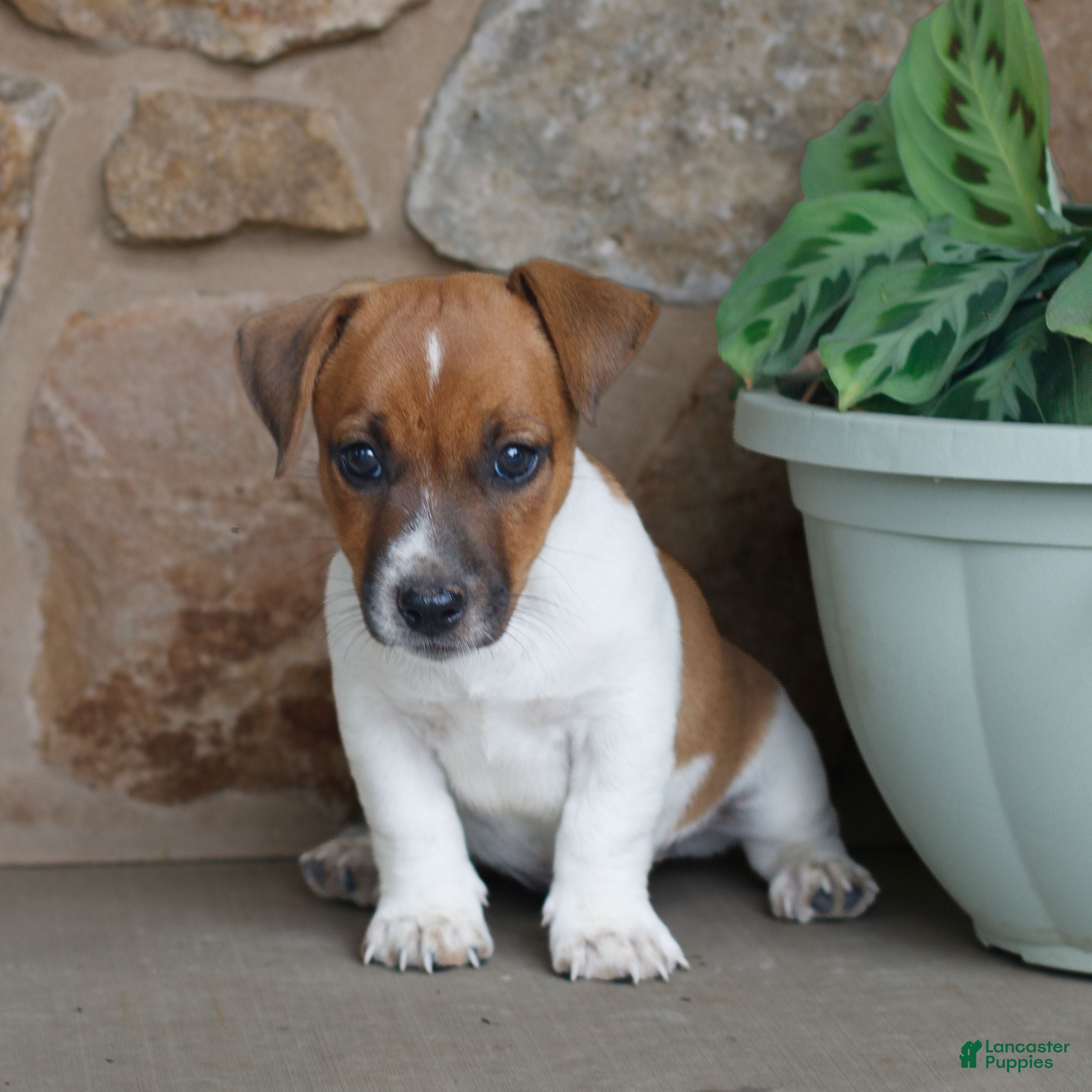 Jack Russell Terrier dogs Pete  - Ad 1