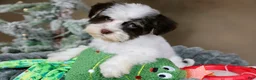 Havanese dogs for sale: Fruitcake - Ad 11