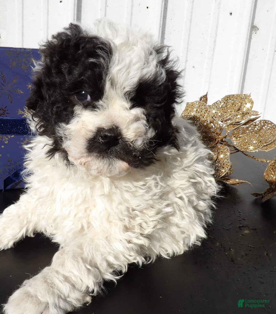 Gallery Image {{count}}