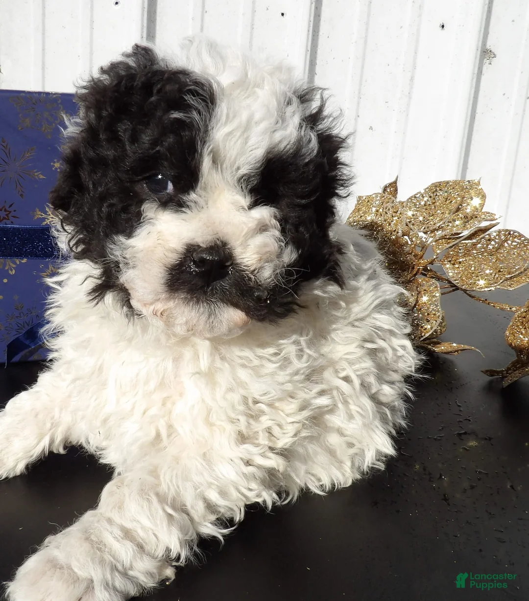 Gallery Image {{count}}