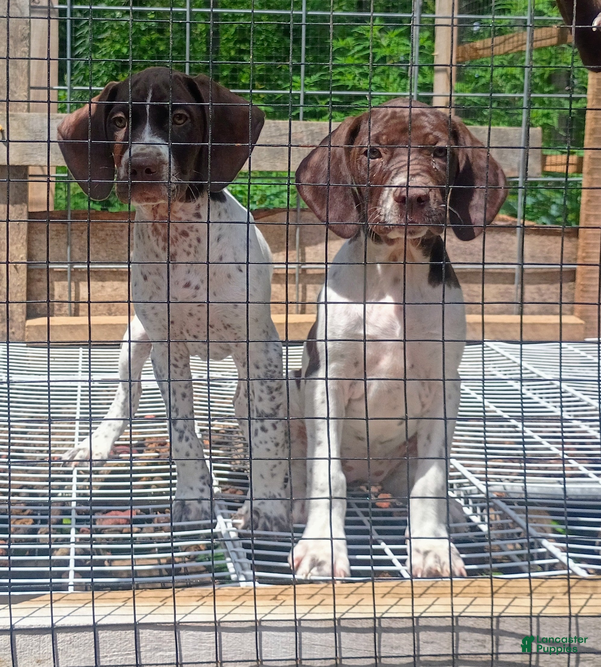 German Shorthaired Pointer dogs for sale: German Shorthaired Pointer 7 - Ad 2