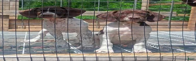 German Shorthaired Pointer 7