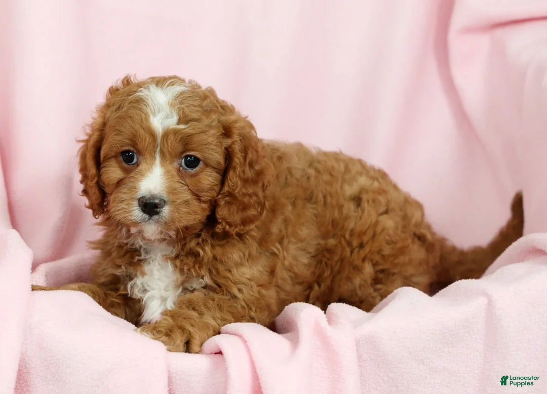 Cavapoo dogs for sale: Callie - Ad 7