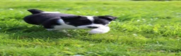 Mixed Breed dogs for sale: Sport - Ad 3
