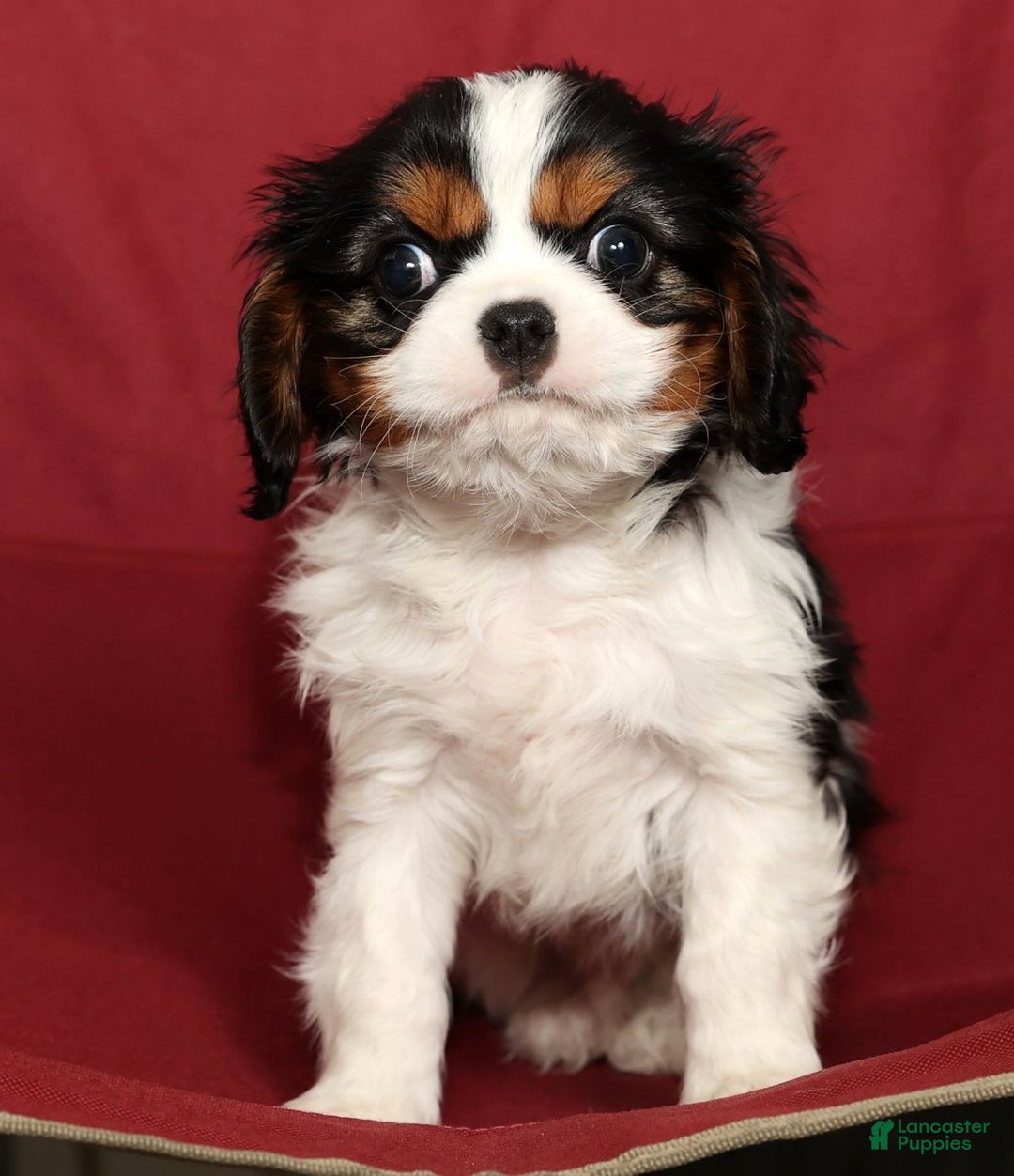 Cavalier King Charles Spaniel dogs for sale: Bo - Ad 6