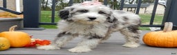 Sheepadoodle dogs for sale: Panda (medium) - Ad 11