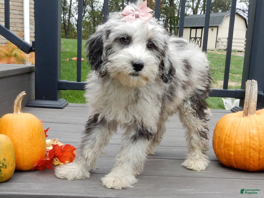 Sheepadoodle dogs for sale: Panda (medium) - Ad 11