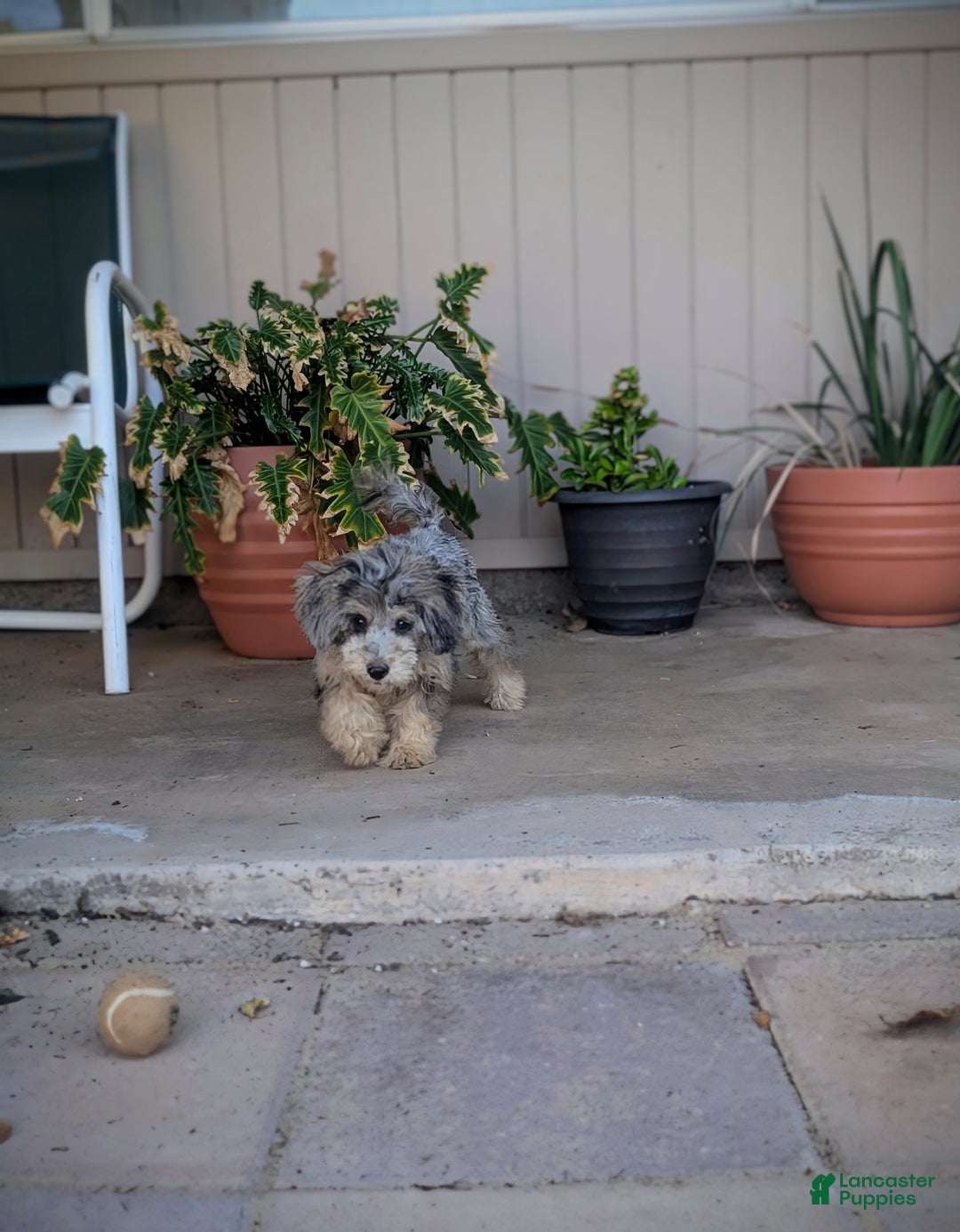 Miniature Poodle dogs for sale: June Bug - Ad 3