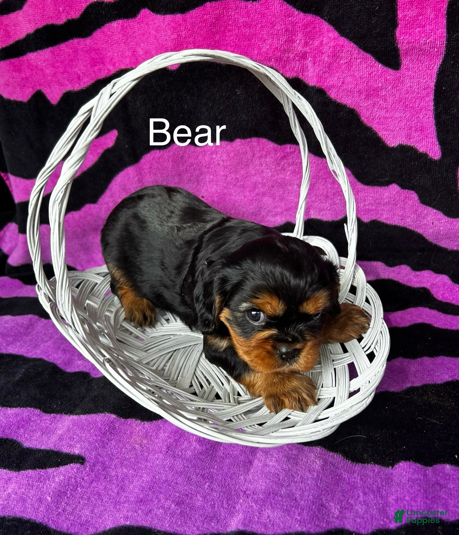 Cavalier King Charles Spaniel dogs Cavalier King Charles Spaniel Puppy 1 - Ad 3