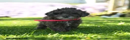 Mini Aussiedoodle dogs for sale: Parsnip - Ad 2