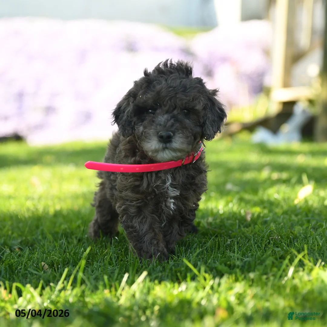 Mini Aussiedoodle dogs for sale: Parsnip - Ad 2