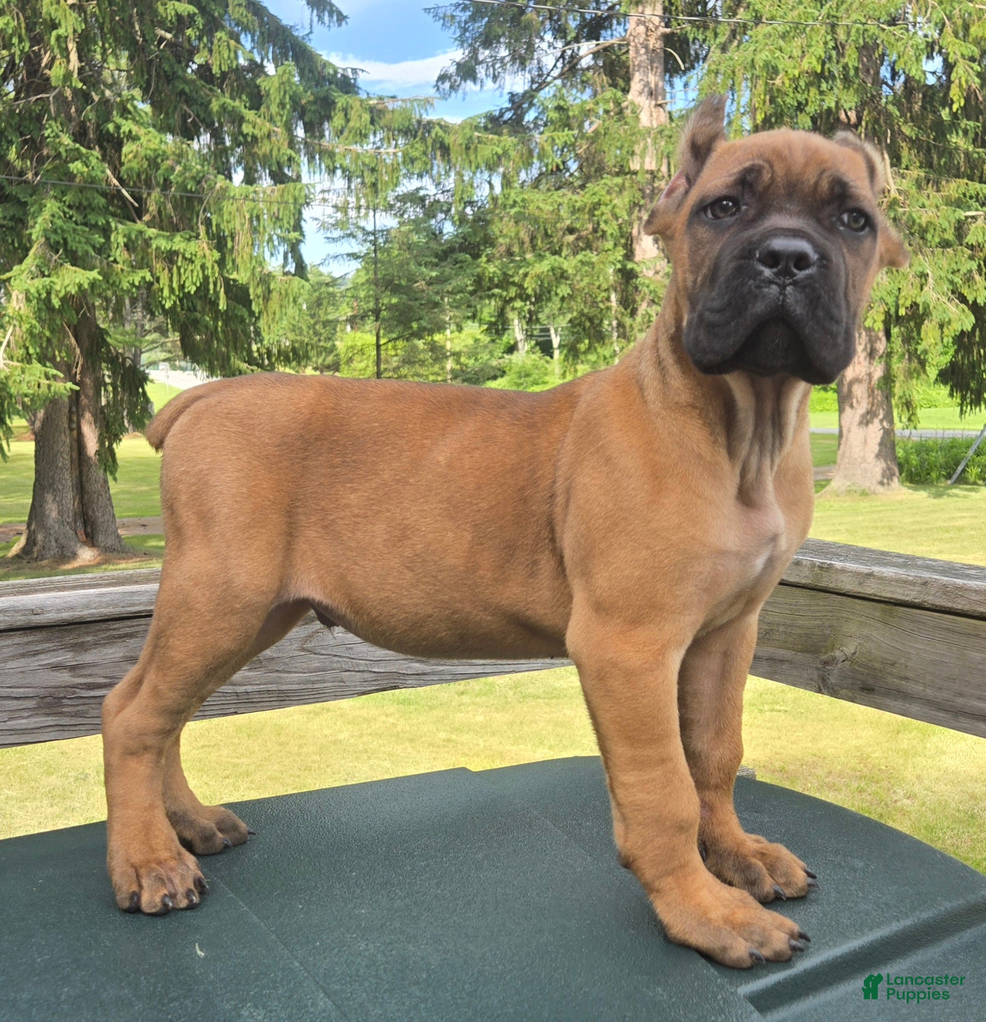 Cane Corso dogs ICCF Tuscan - Ad 20