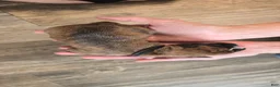 Boxer dogs for sale: Black collar - Ad 2