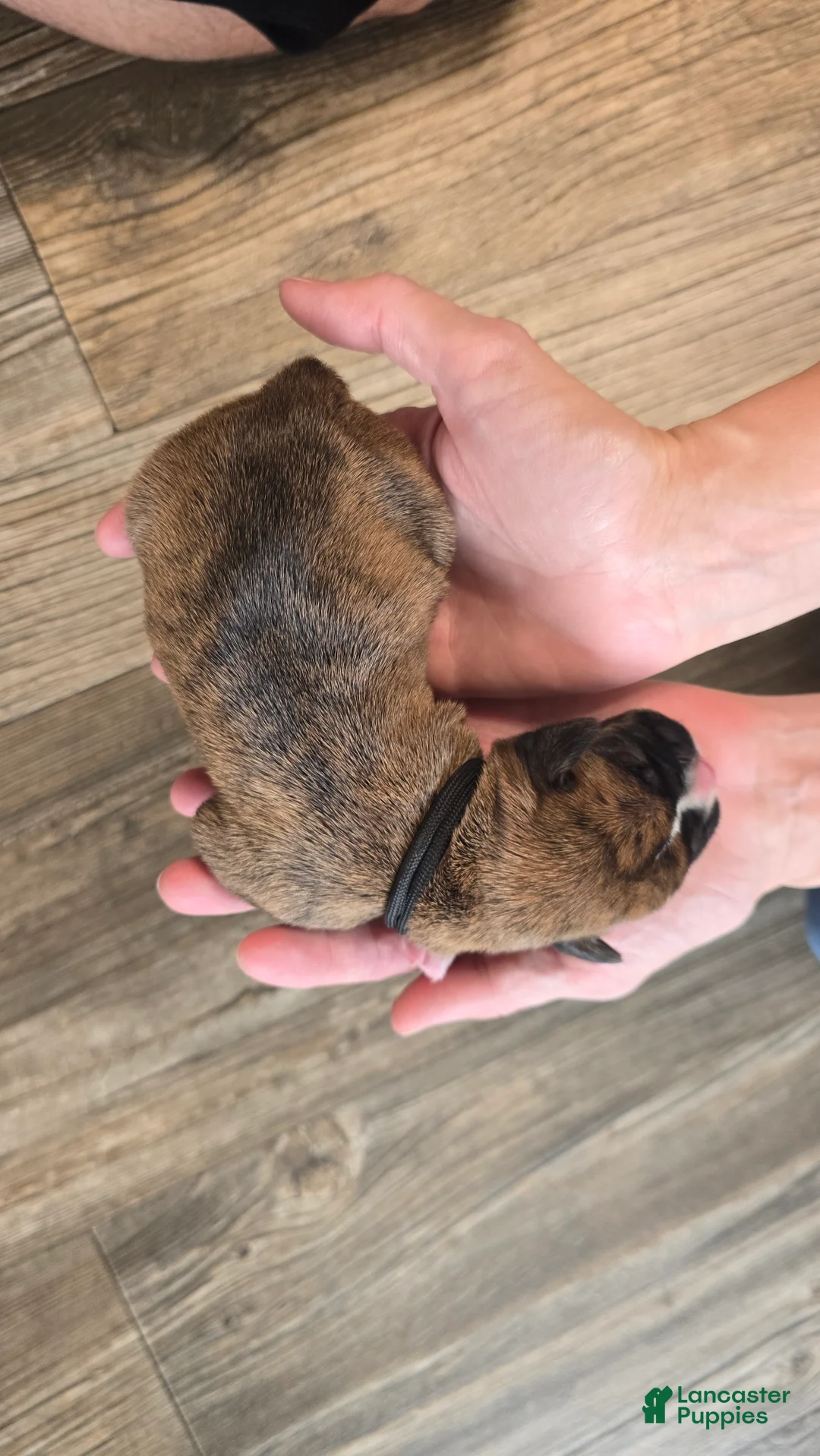 Boxer dogs for sale: Black collar - Ad 2