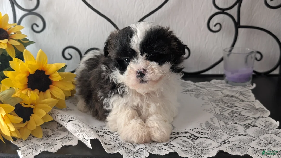 Teddy Bear dogs for sale: Ivy - Ad 5