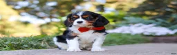 Cavalier King Charles Spaniel dogs for sale: Skylar - Ad 8
