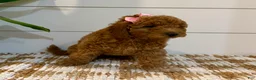 Mini Goldendoodle dogs for sale: Peach Collar 🐾🧡 - Ad 4