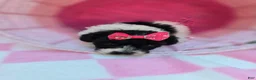 Maltipoo dogs for sale: Robin - Ad 5
