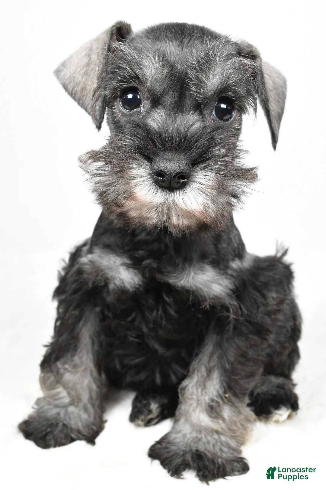 Miniature Schnauzer dogs for sale: Leon - Ad 2