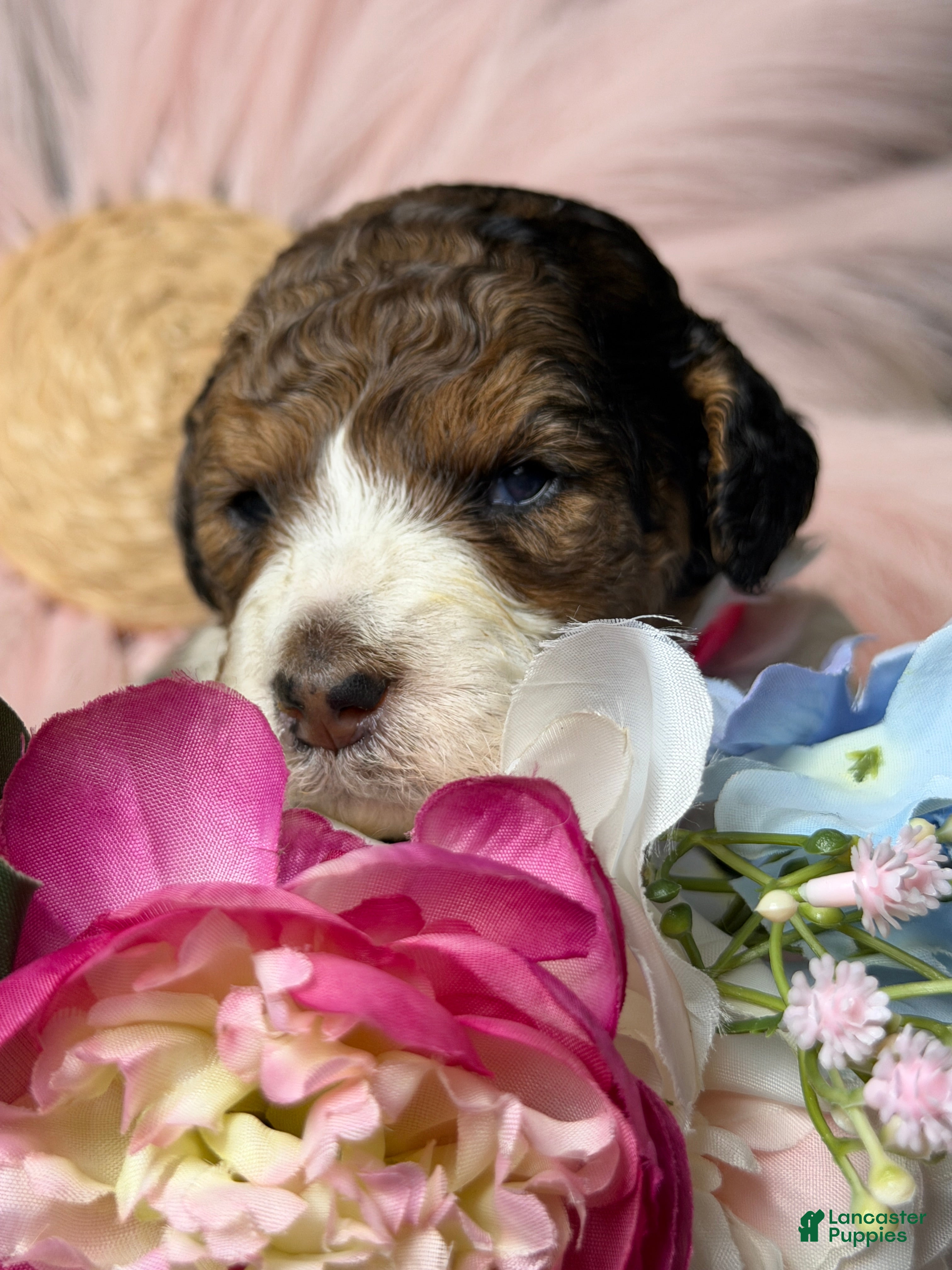 Mixed Breed dogs Sienna - Ad 1