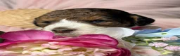 Mixed Breed dogs for sale: Sienna - Ad 1