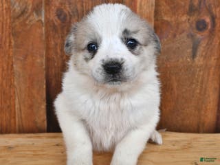 Mixed Breed dogs Molly - Ad 30