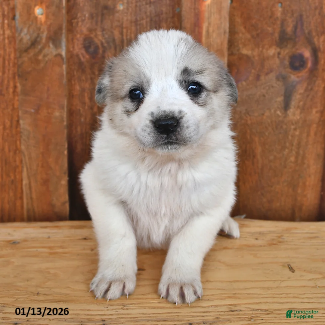 Mixed Breed dogs for sale: Maverick - Ad 1