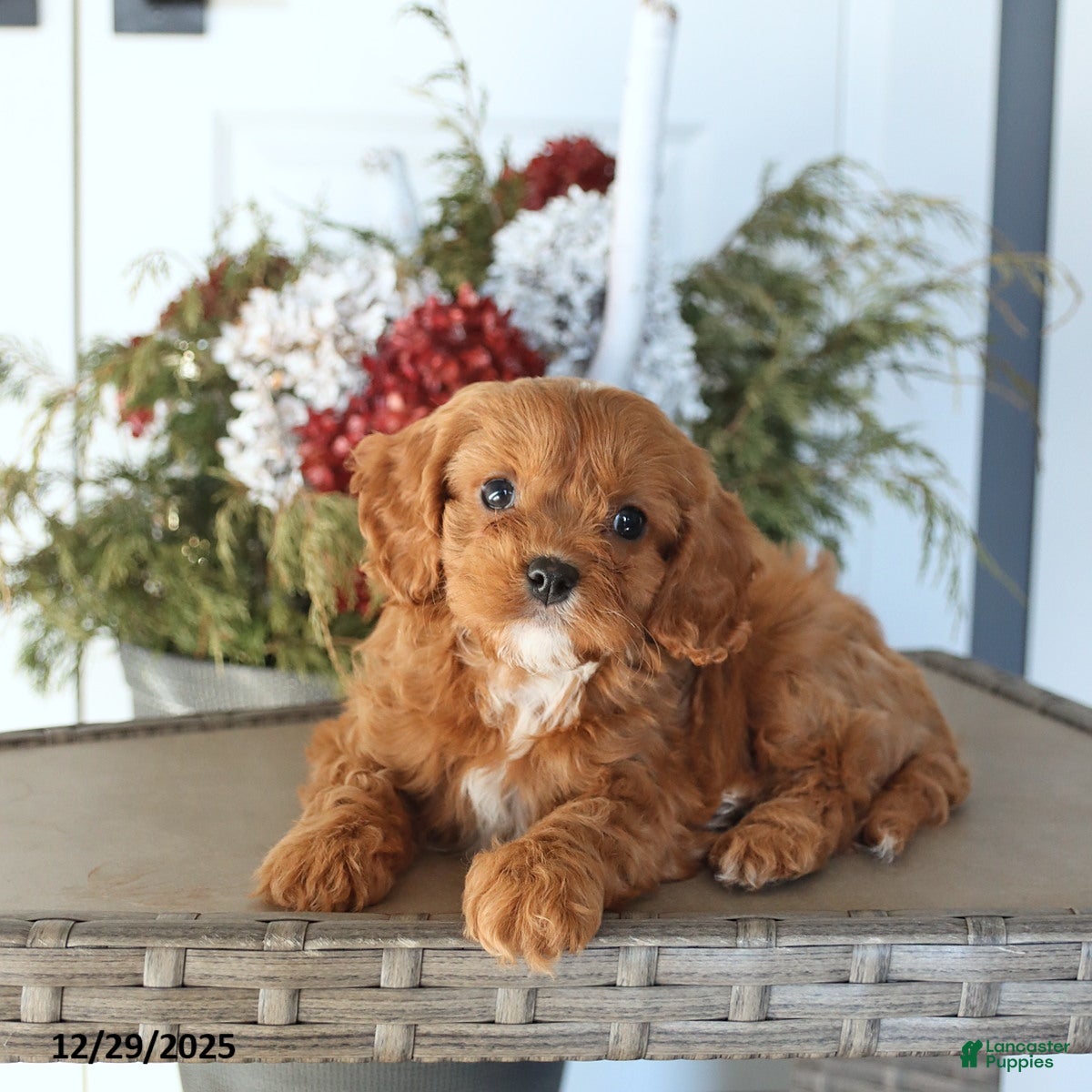 Cavapoo dogs Haven - Ad 20