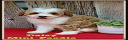 Miniature Poodle dogs for sale: Daisy - Ad 1