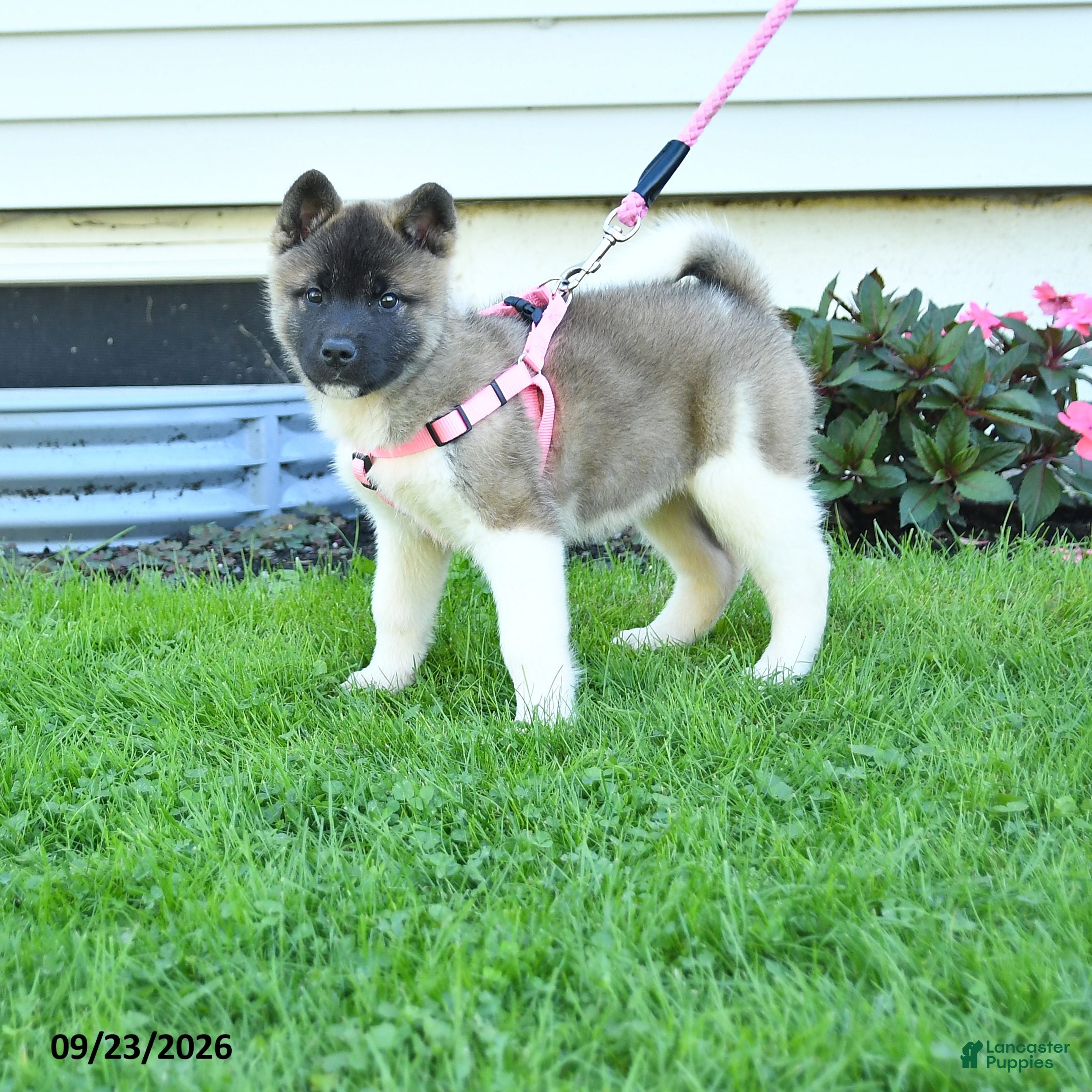 Akita dogs Nadia - Ad 1