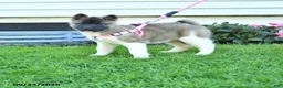 Akita dogs for sale: Nadia - Ad 1