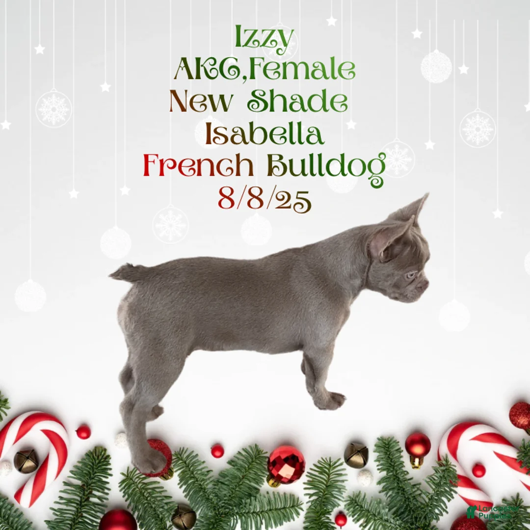 French Bulldog dogs for sale:  “Izzy the Queen: Hazel-Eyed Beauty with Boss Energy & Breeding Potential” - Ad 3