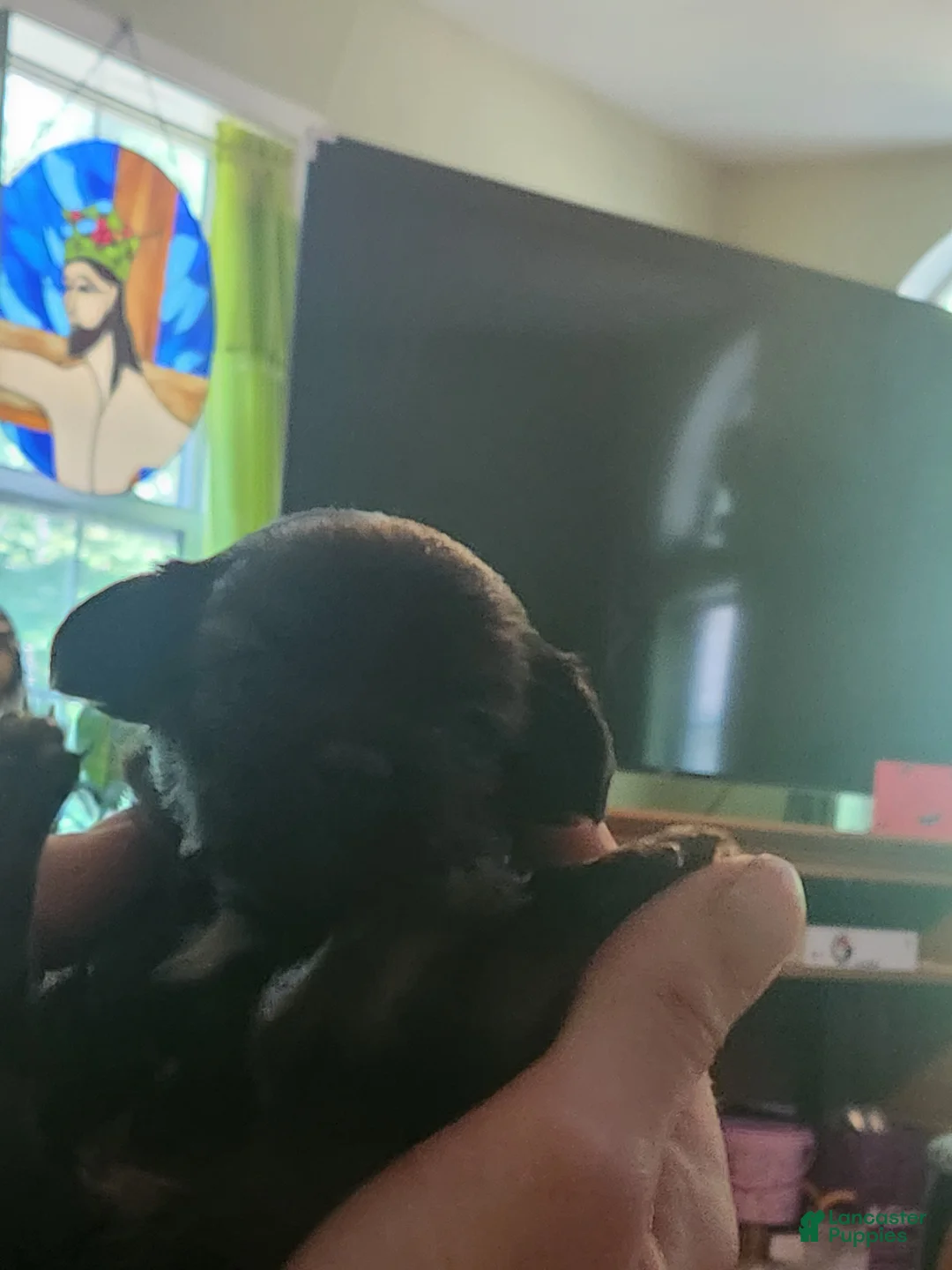 Chihuahua dogs for sale: Chihuahua Puppy 3 - Ad 2