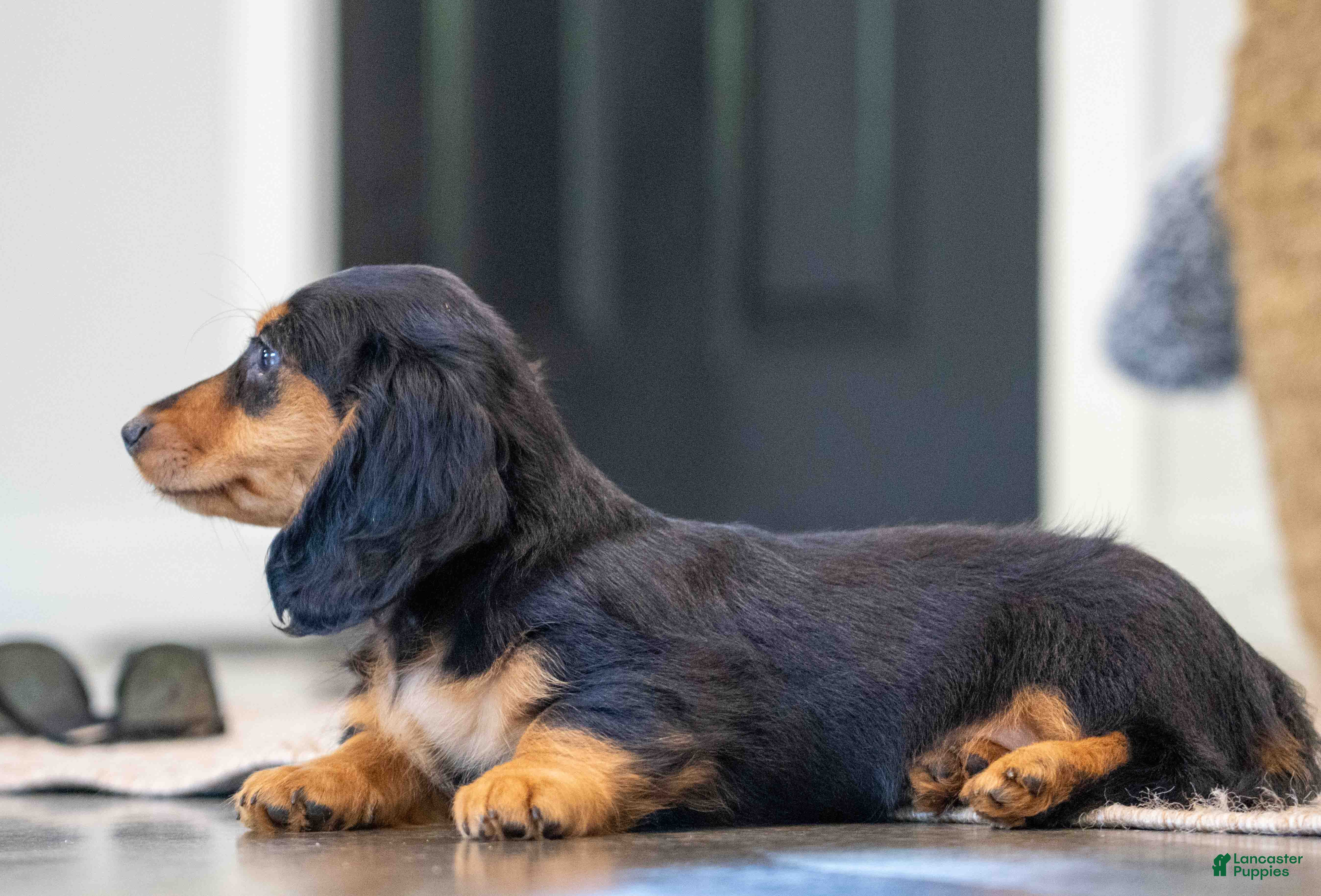 Miniature Dachshund dogs Cookie - Ad 2