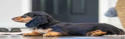 Miniature Dachshund dogs for sale: Cookie - Ad 2