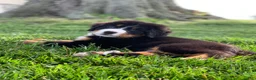 Bernese Mountain Dog dogs for sale: Snoopy - Ad 12