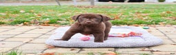 Labrador Retriever dogs for sale: Orchard - Ad 4