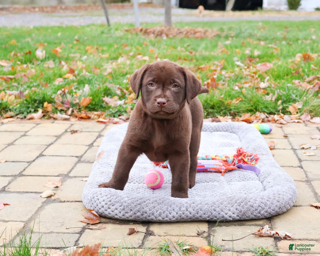 Labrador Retriever dogs for sale: Orchard - Ad 4
