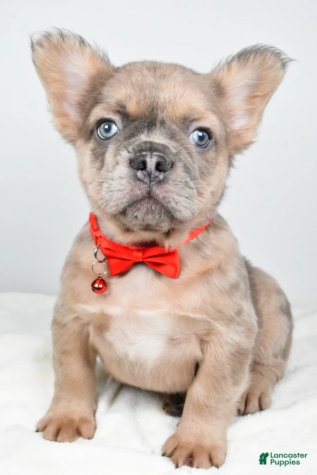 French Bulldog dogs for sale: Chester - Ad 2