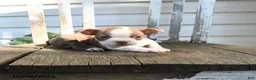 Boston Terrier dogs for sale: Clifford - Ad 4