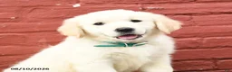 Golden Retriever dogs for sale: Tawny - Ad 3
