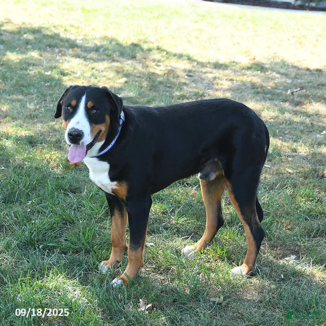Greater Swiss Mountain Dog dogs for sale: Cooper - Ad 4