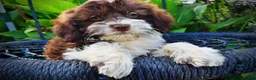 Havapoo dogs for sale: Diva - Ad 3