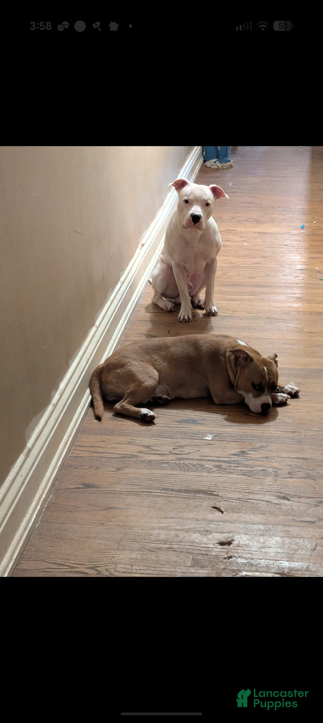 American Pit Bull Terrier dogs for sale: American Pit Bull Terrier Puppy 1 - Ad 2