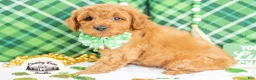 Cavapoo dogs for sale: Rory - Ad 3
