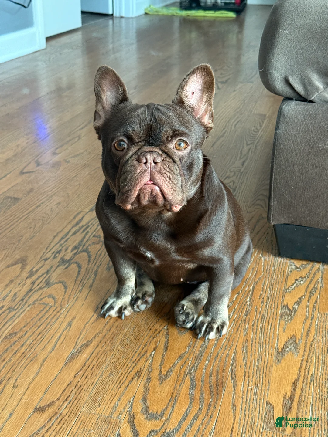 French Bulldog dogs for sale: French Bulldog Puppy 2 - Ad 2