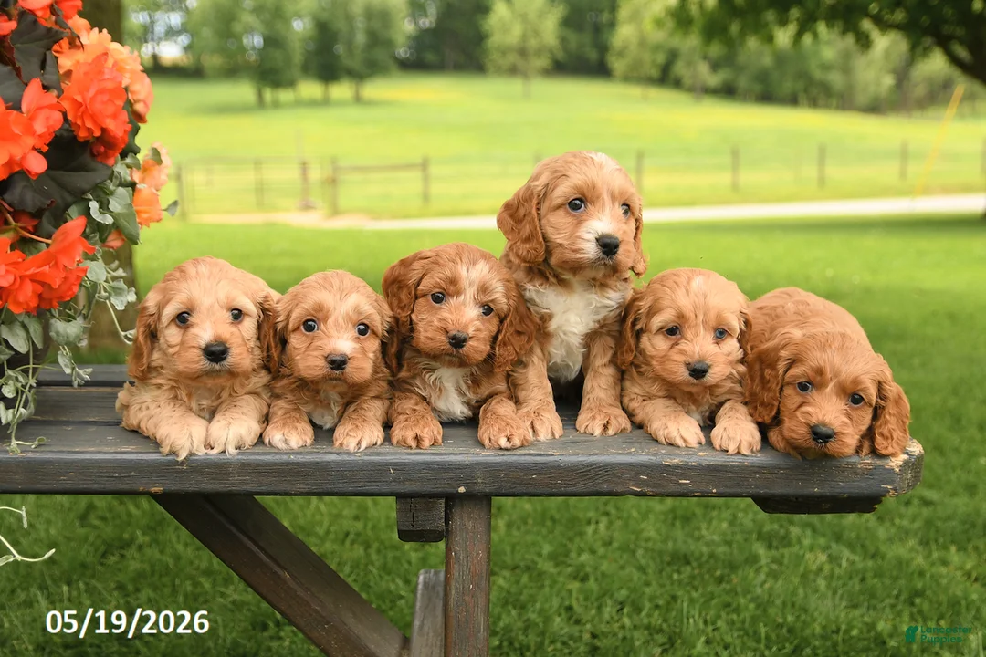 Cockapoo dogs for sale: Bella   - Ad 2