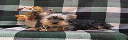 Yorkshire Terrier dogs for sale: Murphy - Ad 6
